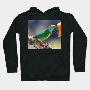 Golden-browed Chlorophonia Hoodie